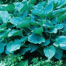 Image result for Hosta sieboldiana 'Elegans'