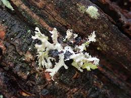 Attēlu rezultāti vaicājumam “Tuckermannopsis chlorophylla”