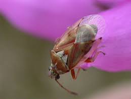 Attēlu rezultāti vaicājumam “Kleidocerys resedae imago”