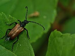 Attēlu rezultāti vaicājumam “Paracorymbia maculicornis”