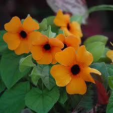 Image result for Thunbergia alata