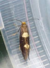 Attēlu rezultāti vaicājumam “Incurvaria oehlmanniella”