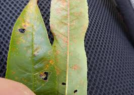 Attēlu rezultāti vaicājumam “Tranzschelia pruni-spinosae spores”