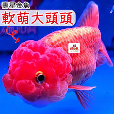 Image result for 金魚