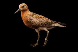 Attēlu rezultāti vaicājumam “Calidris canutus”