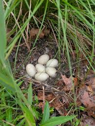 Image result for Clyde Valley Predators