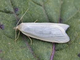 Attēlu rezultāti vaicājumam “Eana argentana”