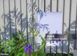 Attēlu rezultāti vaicājumam “Galega orientalis fruit”