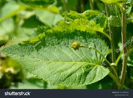 Attēlu rezultāti vaicājumam “Telekia speciosa bud”