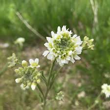 Attēlu rezultāti vaicājumam “Berteroa incana flower”