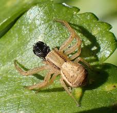 Attēlu rezultāti vaicājumam “Xysticus bifasciatus”