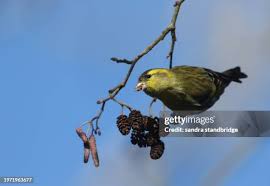 Attēlu rezultāti vaicājumam “Carduelis spinus male”
