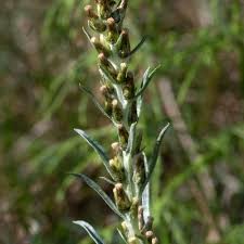 Attēlu rezultāti vaicājumam “Gnaphalium sylvaticum flower”
