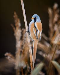Attēlu rezultāti vaicājumam “Panurus biarmicus male”