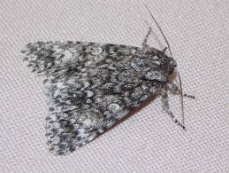 Attēlu rezultāti vaicājumam “Acronicta megacephala”