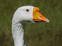 Attēlu rezultāti vaicājumam “Anser anser”