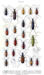 Attēlu rezultāti vaicājumam “Cortodera femorata”