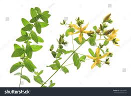 Attēlu rezultāti vaicājumam “Hypericum perforatum leaf”