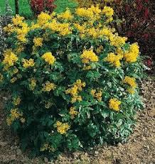 Attēlu rezultāti vaicājumam “Mahonia aquifolium”