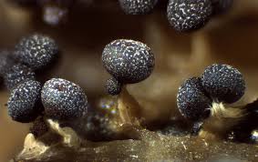 Attēlu rezultāti vaicājumam “Physarum leucopus”