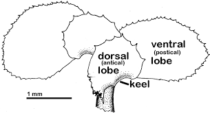 Attēlu rezultāti vaicājumam “Scapania lingulata”