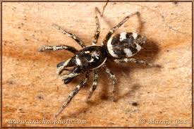 Attēlu rezultāti vaicājumam “Salticus sp.”