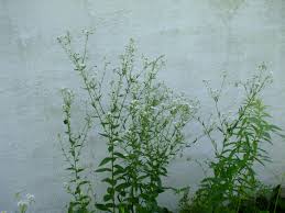 Attēlu rezultāti vaicājumam “Erigeron annuus leaf”