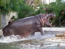 Auckland Zoo - Auckland, New Zealand Attraction Reviews - Gogobot