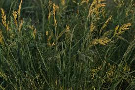 Attēlu rezultāti vaicājumam “Festuca altissima”