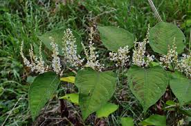 Attēlu rezultāti vaicājumam “Reynoutria sachalinensis”