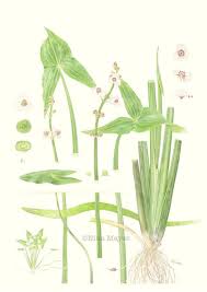 Attēlu rezultāti vaicājumam “Sagittaria sagittifolia leaf”