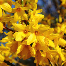 Attēlu rezultāti vaicājumam “Forsythia intermedia flower”