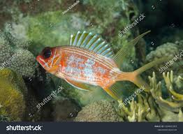 Image result for Holocentrus adscensionis