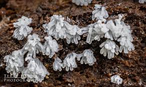 Attēlu rezultāti vaicājumam “Ceratiomyxa fruticulosa spores”