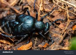 Attēlu rezultāti vaicājumam “Meloe sp.”