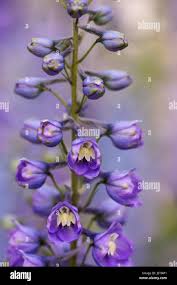 Attēlu rezultāti vaicājumam “Delphinium elatum  bud”