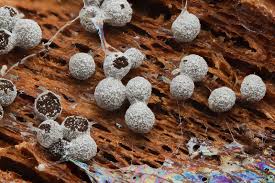 Attēlu rezultāti vaicājumam “Physarum bitectum”