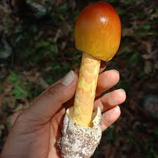 Attēlu rezultāti vaicājumam “Badhamia capsulifera var. arborea sessile”