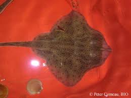 Image result for Leucoraja ocellata