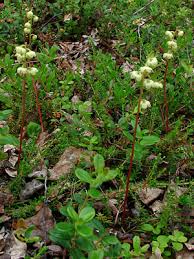Attēlu rezultāti vaicājumam “Pyrola chlorantha”