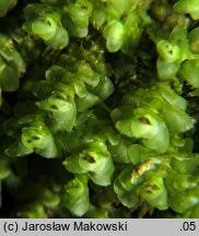 Attēlu rezultāti vaicājumam “Scapania nemorea”