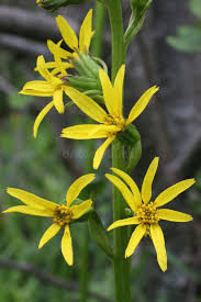 Attēlu rezultāti vaicājumam “Ligularia sibirica flower”