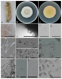 Attēlu rezultāti vaicājumam “Cordyceps polyarthra”