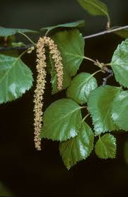 Attēlu rezultāti vaicājumam “Betula pubescens flower”