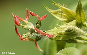 Attēlu rezultāti vaicājumam “Juglans cinerea flower”