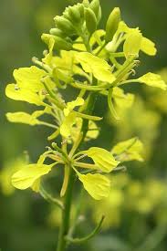 Attēlu rezultāti vaicājumam “Sinapis arvensis”