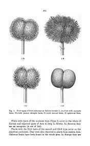 Attēlu rezultāti vaicājumam “Galium schultesii fruit”