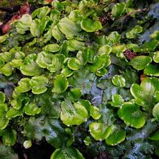 Attēlu rezultāti vaicājumam “Conocephalum conicum”