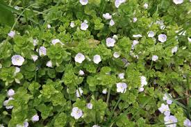 Attēlu rezultāti vaicājumam “Veronica filiformis”
