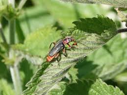 Attēlu rezultāti vaicājumam “Cantharis rustica”